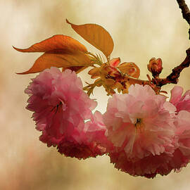 Solitary Cherry Blossom Branch by Denise Harty