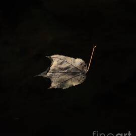 Solitary Leaf by Karen Silvestri