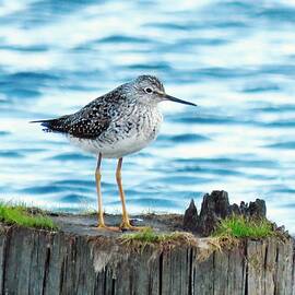 Solitary Sandpiper  by Lori Frisch