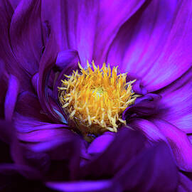 Solo Purple Dahlia by Julie Palencia