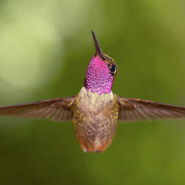 Somebody Seen my Tail? - Magenta throated woodstar  by Roeselien Raimond