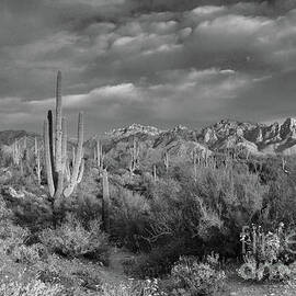 Sonoran Desert Black and White by Edward Printz