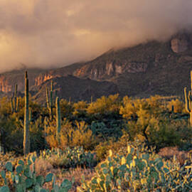 Sonoran Wilderness by Radek Hofman