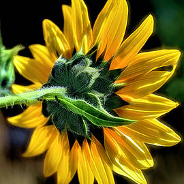 Soul of a Sunflower by Donna Kennedy