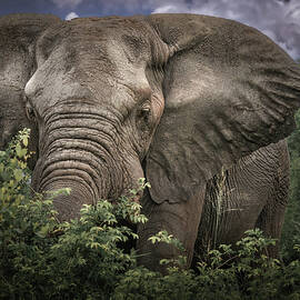 South African Bull Elephant by Rebecca Herranen