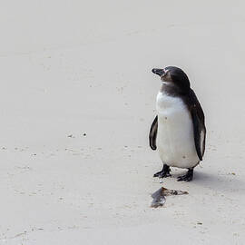 South African Penguin on a White Sand Beach by John Twynam