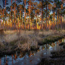 South Carolina National Forest by Norma Brandsberg
