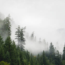 Southern Humboldt Fog by Trevor McBroom