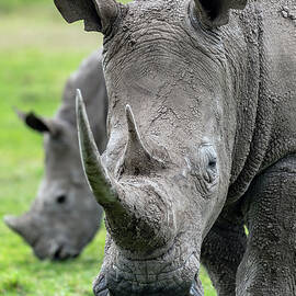 Southern White Rhinoceros Mother - Kenya by Eric Albright