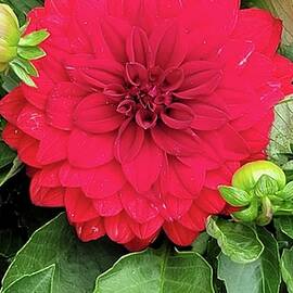 Sparkly Red Dahlia  by Charlotte Gray