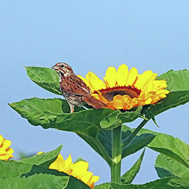 Sparrow And Sunflowers by Debbie Oppermann