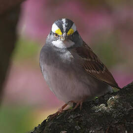 Sparrow in Spring by Chris Scroggins