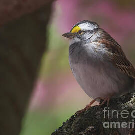 Sparrow in the Spotlight by Chris Scroggins