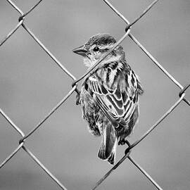 Sparrow On Fence by Laurie Minor