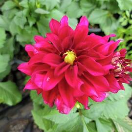 Spicy Hot Pink Dahlia by Charlotte Gray