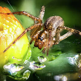 Spider In The Dewy Flowers by Alex Gordon
