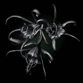 Spider lily by Alinna Lee