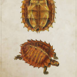 Spiny turtle by Aged Pixel