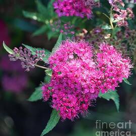 Spiraea Japonica by Maria Faria Rodrigues