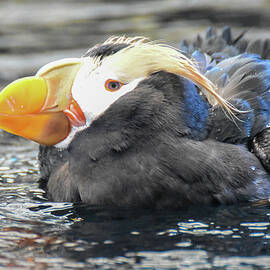 Splashing Puffin by Ed Stokes