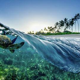 Split Wave Turtle by Sean Davey
