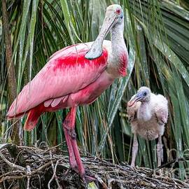 Spoonbill Parent And Chick by Jennifer Jenson