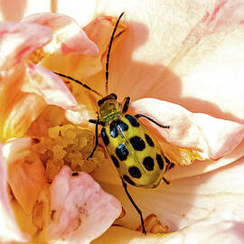 Spotted Cucumber Beetle by Sharon Gucker