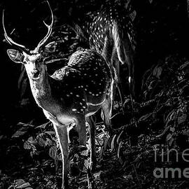 Spotted deer in monochrome by Pravine Chester