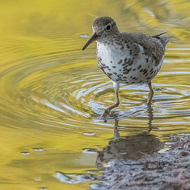Spotted Sandpiper 3856-092423-2 by Tam Ryan