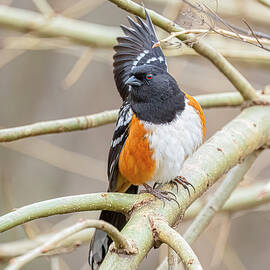 Spotted Towhee Stretching