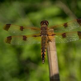 Spotted Widow Skimmer by Linda Howes