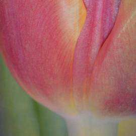 Spring Awakening by Sandi Kroll