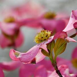 Spring Bloom - 2 by Arlane Crump