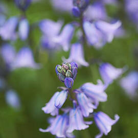 Spring Bluebell Flower Field  by Joy Watson