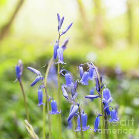 Spring Bluebells by Elena Elisseeva