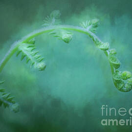 Spring Curled Fern