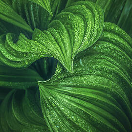 Spring Dew by Charles Cormier