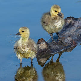 Spring Goslings 04-23 by Bruce Frye