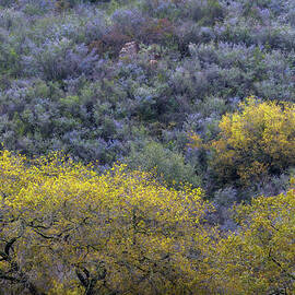 Spring in Blue and Yellow by Alexander Kunz