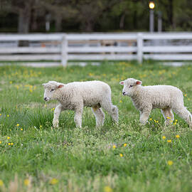Spring Leicester Lambs in Yellow Flowers