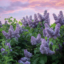 Spring Lilac Sunset by Jeff Maletski