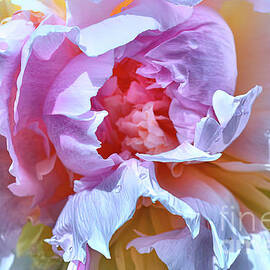 Spring Peony Flower  by Elaine Manley