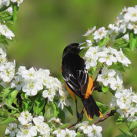 Spring Time For The Baltimore Oriole by Rebecca Grzenda