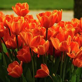 Spring Tulips by Deb Beausoleil