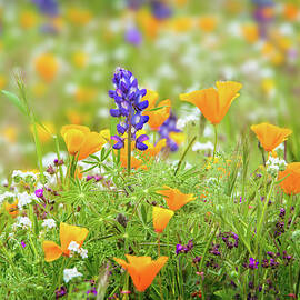 Spring Wildflowers in Malibu by Lynn Bauer