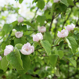 Springtime Delight - Blossoming Quince Tree
