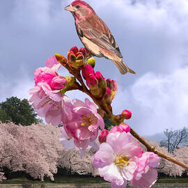 Springtime on the Potomac by Spadecaller