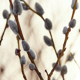 Springtime Pussy willows square by Jouko Lehto