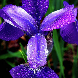 Sprinkled Purple Iris by Ro Wade