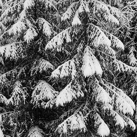 Spruce covered. Parkkuu winter 2023  bw 1 by Jouko Lehto
